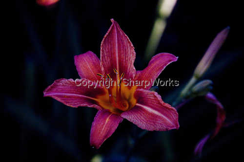 Photography-Floral-Tiger on Blue