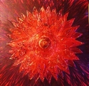 Copper Petaled Sun Child Flower