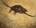 Ancient Turtle