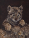 Baby%20Lynx (thumbnail)