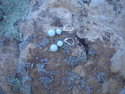 Jewelry--Semi-Precious Stones-Earringsearrings