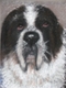 Painting--Pastels-AnimalsToby