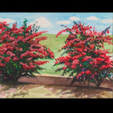 Bougainvillaea