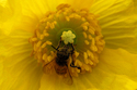 Signe Drake - Bee Happy