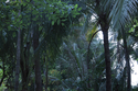 in the forest / Luang Prabang / Laos / pic154931