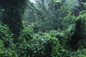 Rain forest / Singapore / pic171194