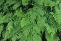 Fern / Japan /  pic138310