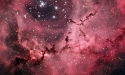 Celestial%20Rose%20II (thumbnail)