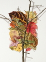 Study%20of%20Leaves%20%26%20Branch (thumbnail)