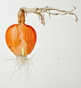 Onion%20Study (thumbnail)