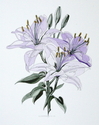Purple%20Lilies (thumbnail)