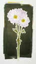 Purple%20Daisies (thumbnail)