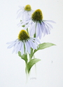 Purple%20Cone%20Flowers (thumbnail)