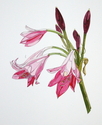 Pink%20Flower (thumbnail)