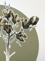 Dried%20Yucca (thumbnail)