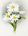 4%20Daisies (thumbnail)
