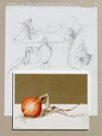 Onion%20Study (thumbnail)