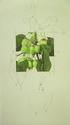 Apples%20Squared (thumbnail)