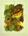 Fall%20Leaves (thumbnail)
