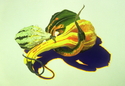 Gourds (thumbnail)