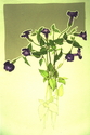 Purple%20Flowers (thumbnail)