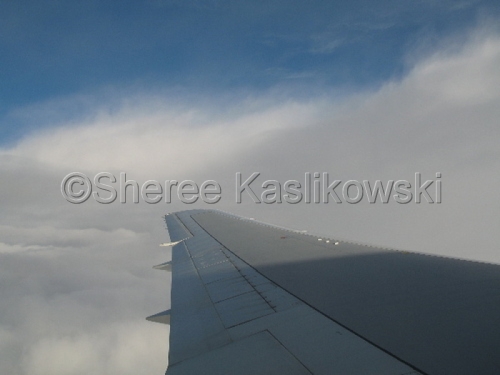 Photography-Nature-On the Wing