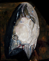 Painting--Oil-Still LifeSelf Portrait 02