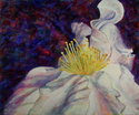 Razzle-Dazzle (A Camellia Breaks Free!) Razzle-Dazzle%20%28A%20Camellia%20Breaks%20Free%21%29 (thumbnail)