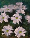 Twilight Daisies Twilight%20Daisies (thumbnail)