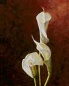 Calla Lily No. 5 Calla%20Lily%20No.%205 (thumbnail)