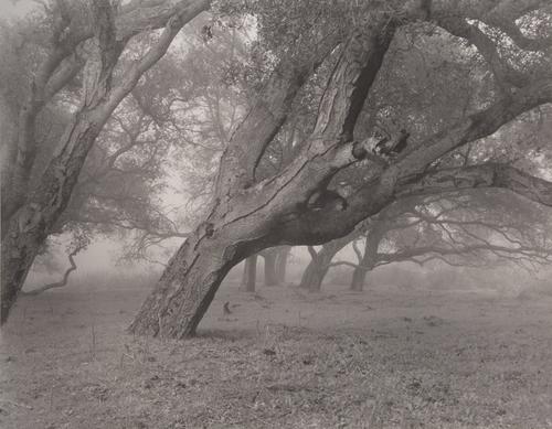 Photography-Landscape-Trees in winter fog