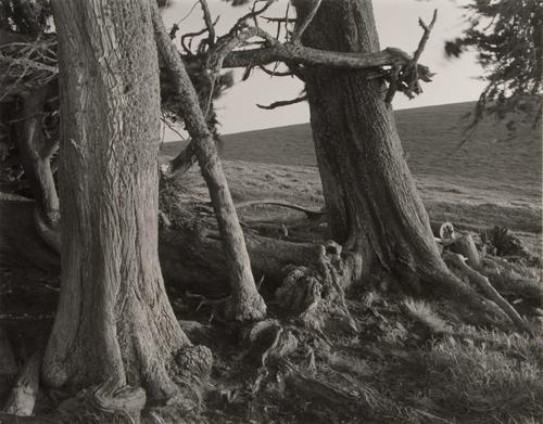 Photography-Landscape-The northwest wind,spring,San Simeon