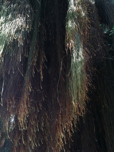 Photography-Abstract-Photo of plant