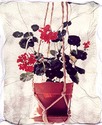 Geraniums