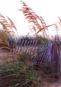 Sea Oats and Fence