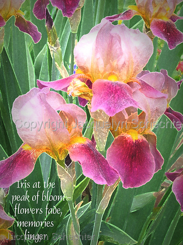 Iris