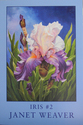 Iris%20%232 (thumbnail)