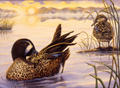Preening%20For%20The%20Lady (thumbnail)