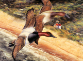 Canvasbacks%20Over%20Cape%20Cod%20National%20Seashore (thumbnail)