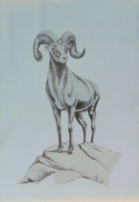 Desert%20Bighorn%20Sheep (thumbnail)