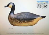 2010%20Massachusetts%20duck%20stamp%20print%20with%20remarque (thumbnail)