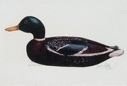 Massachusetts%20Waterfowl%20Design%20Entry (thumbnail)