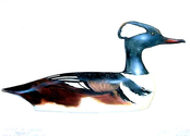 Massachusetts%20Waterfowl%20Stamp%20Desgin%20entry (thumbnail)