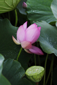 THE%20LOTUS%20FLOWER (thumbnail)