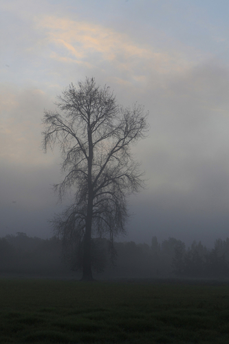 foggy (large view)