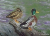 Mallards (thumbnail)