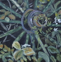 Wagon%20Wheel (thumbnail)