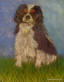 Tri-Colored%20Cavalier%20King%20Charles%20Spaniel (thumbnail)