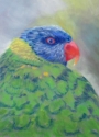 Lorikeet (thumbnail)