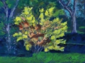 Forsythia%20Bush (thumbnail)